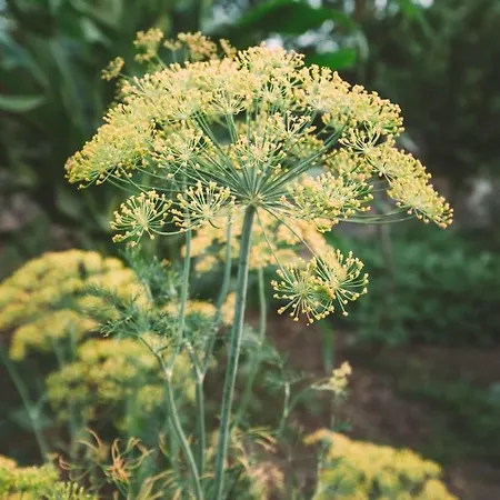 Turunc House Kayakoy