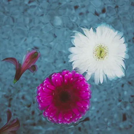 ホテル Turunc House Kayakoy