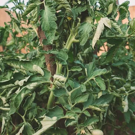 Turunç House Kayaköy