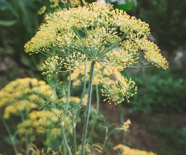 Turunc House 카야코이