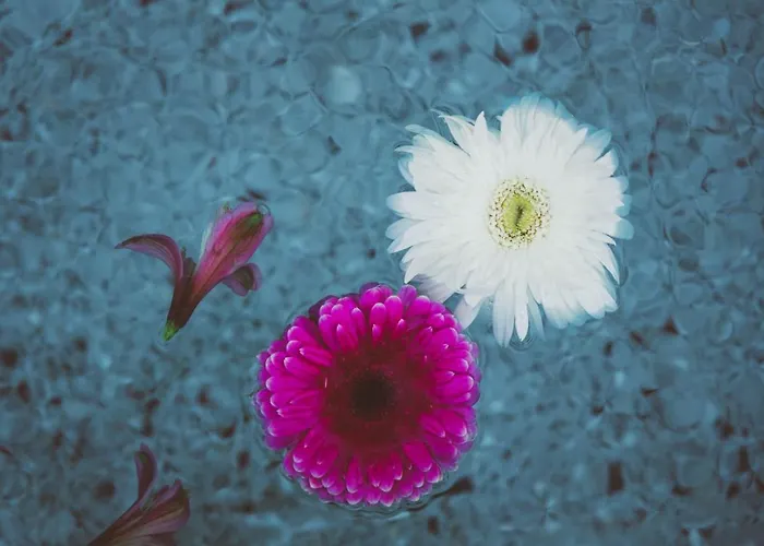 호텔 Turunc House 카야코이