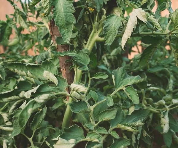 Turunc House 카야코이